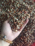 Ngũ cốc mầm cao cấp Plus 4